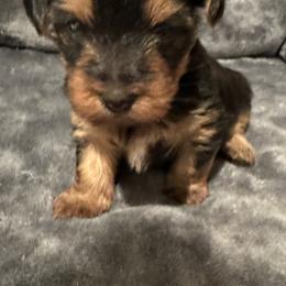 Yorkshire Terriers from Yorkshire Terrier Puppies