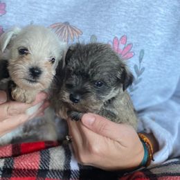 Miniature Schnauzers from Malloy Hollow Schnauzers
