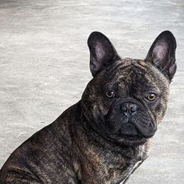 French Bulldogs from HodgePodge Bulldogges