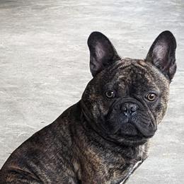 French Bulldogs from HodgePodge Bulldogges