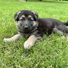 German Shepherd Puppies from Bear Lake Shepherds