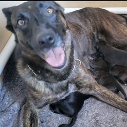 Belgian Malinois, Dutch Shepherds, and Working Dog Crosses from Wendy's Belgians and Dutch Shepherds