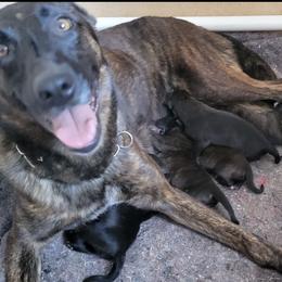 Belgian Malinois, Dutch Shepherds, and Working Dog Crosses from Wendy's Belgians and Dutch Shepherds