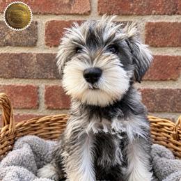 Lily - Salt and pepper female Miniature Schnauzer puppy in Frankford, Delaware from Miniature Schnauzers of Delmarva