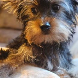 Boy 1 - Blue and gold Yorkshire Terrier puppy in Forest Hill, Texas from Tight Pocket House Frenchies & Yorkies