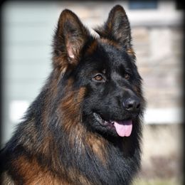 Arrko - German Shepherd