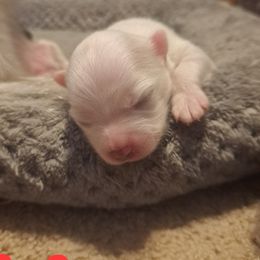 Girl 2 - White female Pomeranian puppy in Lore City, Ohio from Tonia's Pomeranians
