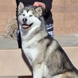 Pyrite - Alaskan Malamute