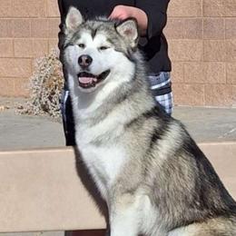 Pyrite - Alaskan Malamute