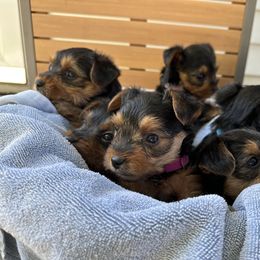 Yorkshire Terrier Puppies from Yorkies Love