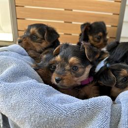 Yorkshire Terrier Puppies from Yorkies Love