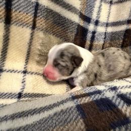 Lucky - Blue merle male Australian Shepherd puppy in Monroe, North Carolina from Meekey Family Aussies