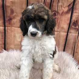 Poodles from Ramer’s Spring Poodles