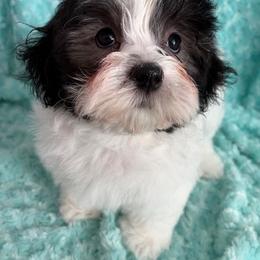 Beseme's You Ain't Seen Nothing Yet (''Danny Atlas'') - Black and white male Havanese puppy in Salt Lake City, Utah from Beseme Havanese