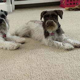 Miniature Schnauzer puppies from Valdez Mini Schnauzers