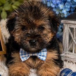 Scar male Yorkipoo - Black and tan male Yorkshire Terrier puppy in Gastonia, North Carolina from Banks Dynasty Kennel