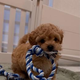 Disney - Brown male Maltipoo puppy in Hollywood, Florida from Iuliia's puppies