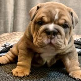 Bulldog Puppies from Bullgodz English Bulldogs