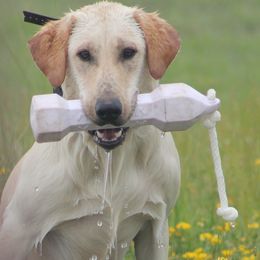 Labrador Retrievers from WestWind Retrievers