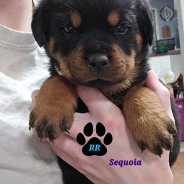 Sequoia - Black and mahogany female Rottweiler puppy in Tangent, Oregon from Raya's Royals