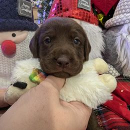 Labrador Retriever Puppies from Starfire Labradors