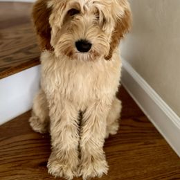Cavapoo, Cockapoo, and Goldendoodle Puppies from Rocking JH Doodles