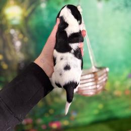 Kimchi - Piebald male Dachshund puppy in Westport, Kentucky from Lonestar Creek Farm