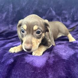 Hot Minute - Chocolate and cream male Dachshund puppy in Memphis, Tennessee from River City Doxies
