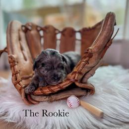 The Rookie - Merle male Bernedoodle puppy in Benton, Arkansas from Cozy Creek Doodles