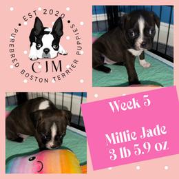 CJM Millie Jade - Black and white female Boston Terrier puppy in Jupiter, Florida from CJM Boston and Boxer Puppies