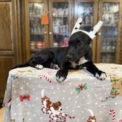 Etta boy - Black male Xoloitzcuintli puppy in Hico, Texas from Amayla Kennels