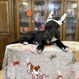 Etta boy - Black male Xoloitzcuintli puppy in Hico, Texas from Amayla Kennels