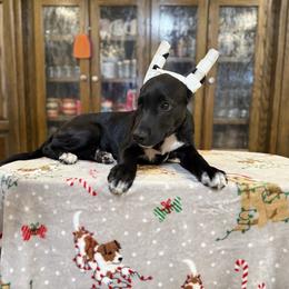 Etta boy - Black male Xoloitzcuintli puppy in Hico, Texas from Amayla Kennels