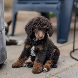 Cadence - Phantom male Poodle puppy in Laveen, Arizona from Neely Family Poodles