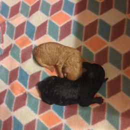 Poodle puppies from TNT PUPPIES
