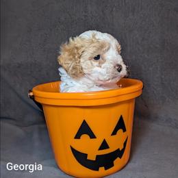 Georgia - Red and white female Cockapoo puppy in Sunset, Louisiana from Cano Cockapoos