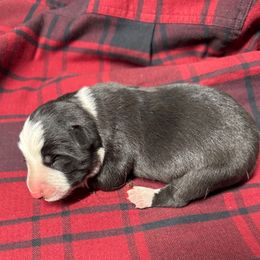 Adios - Black and white male Border Collie puppy in Chattanooga, Tennessee from Ross Vegas Kennels