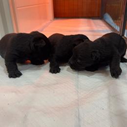 Black girl 3 - Black female Scottish Terrier puppy in Wellston, Ohio from White Apple Kennel