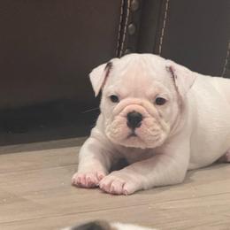Opal - White female Bulldog puppy in Kirbyville, Texas from Empire Bulldogs & French Bulldogs