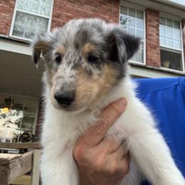 Big Blue Boy - Blue merle male Collie puppy in Yukon, Oklahoma from ColliesOklahoma