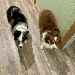 Miniature Australian Shepherd All Grown Up from B&B Mini Aussies