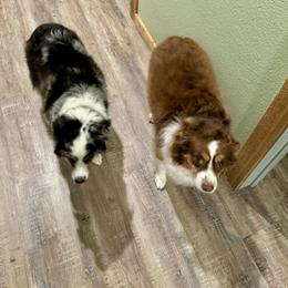 Miniature Australian Shepherd All Grown Up from B&B Mini Aussies