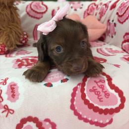 Margaret - Chocolate and tan female Dachshund puppy in Lake City, Florida from My Ditzy Doxies of Florida