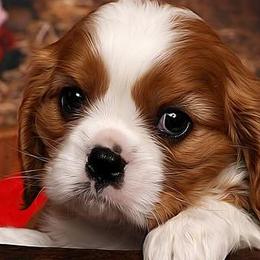 Cavalier King Charles Spaniels from Casa De Cavaliers