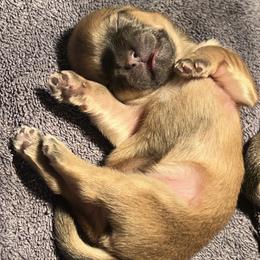 Baby boy 1 - Gold male Shih Tzu puppy in Cordova, Maryland from Harlequins Shih Tzu