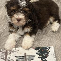 Snickers - Chocolate male Havanese puppy in Reese, Michigan from Windy Hill Havanese