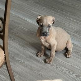 Boy 6 - Fawn male Cane Corso puppy in Waldorf, Maryland from Myles High Dog Club