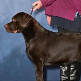 Siri - Labrador Retriever