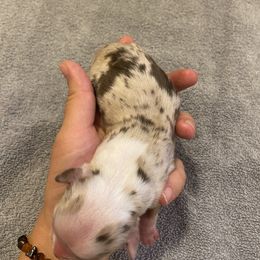 Miniature Australian Shepherd Puppies from Quarle Ranch Mini Aussies