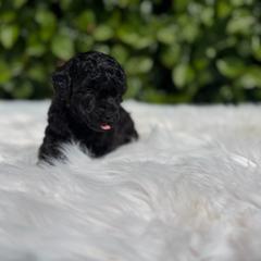 Boy2 - Black male Poodle puppy in Covina, California from Shih_doodle_Co